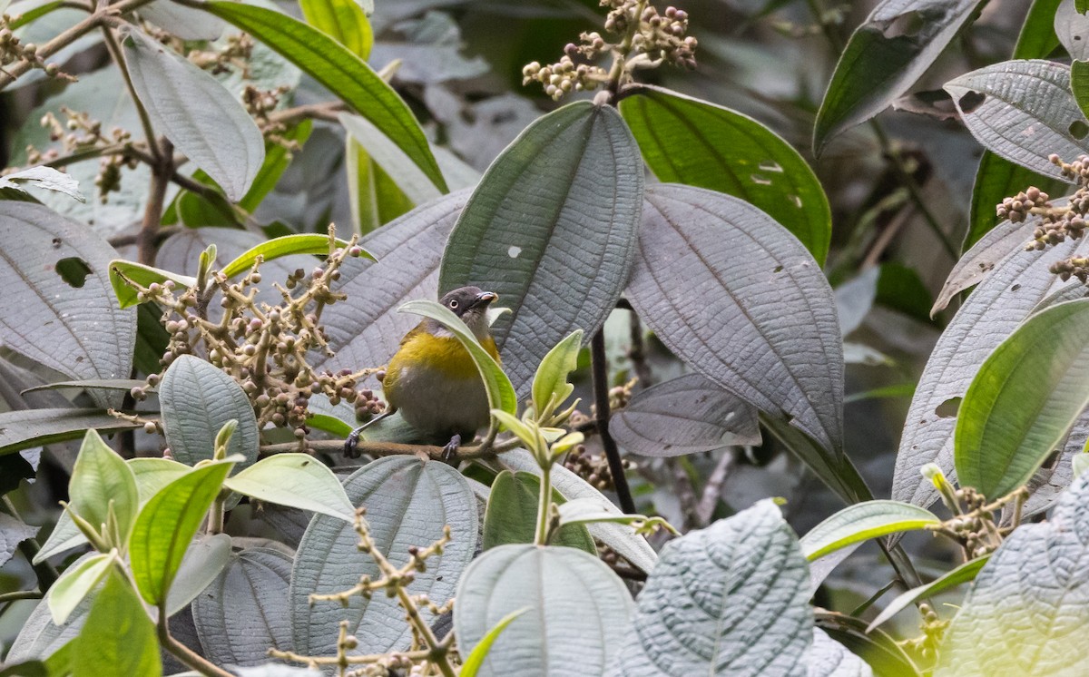 Common Chlorospingus (Southern Peru) - ML525796671