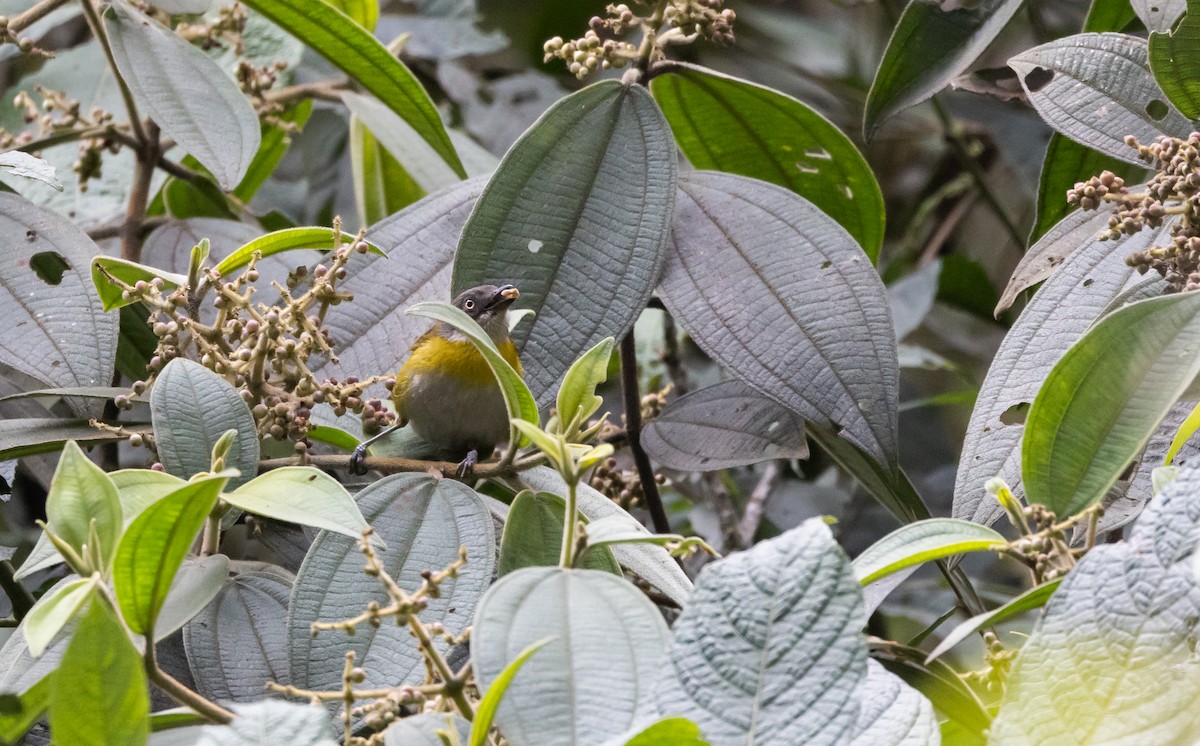 Common Chlorospingus (Southern Peru) - Jay McGowan