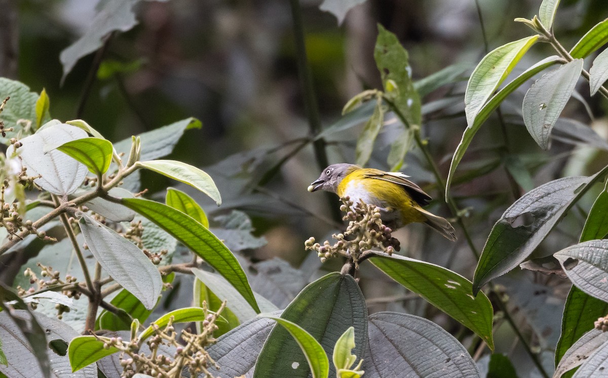 Common Chlorospingus (Southern Peru) - ML525796731