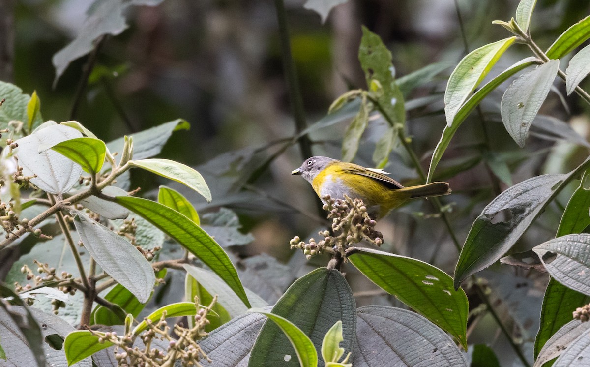 Common Chlorospingus (Southern Peru) - ML525796741