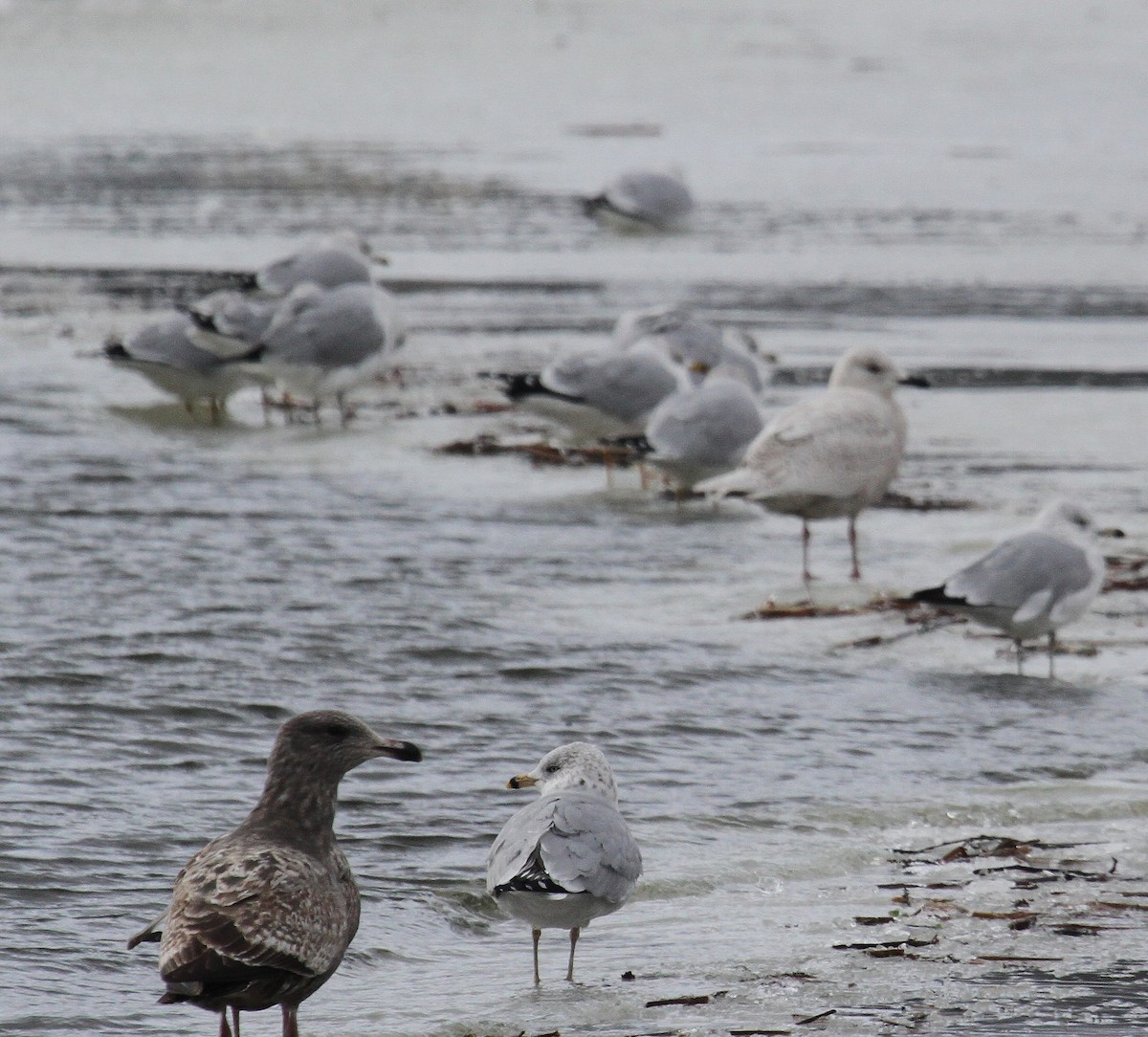 Iceland Gull - ML525796871