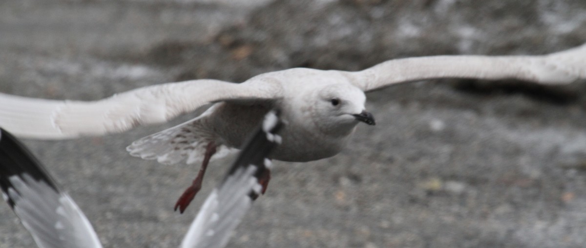 Iceland Gull - ML525796881