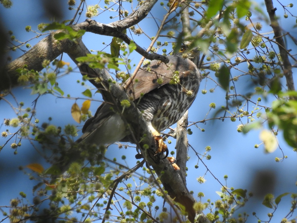 Crested Goshawk - ML525796891