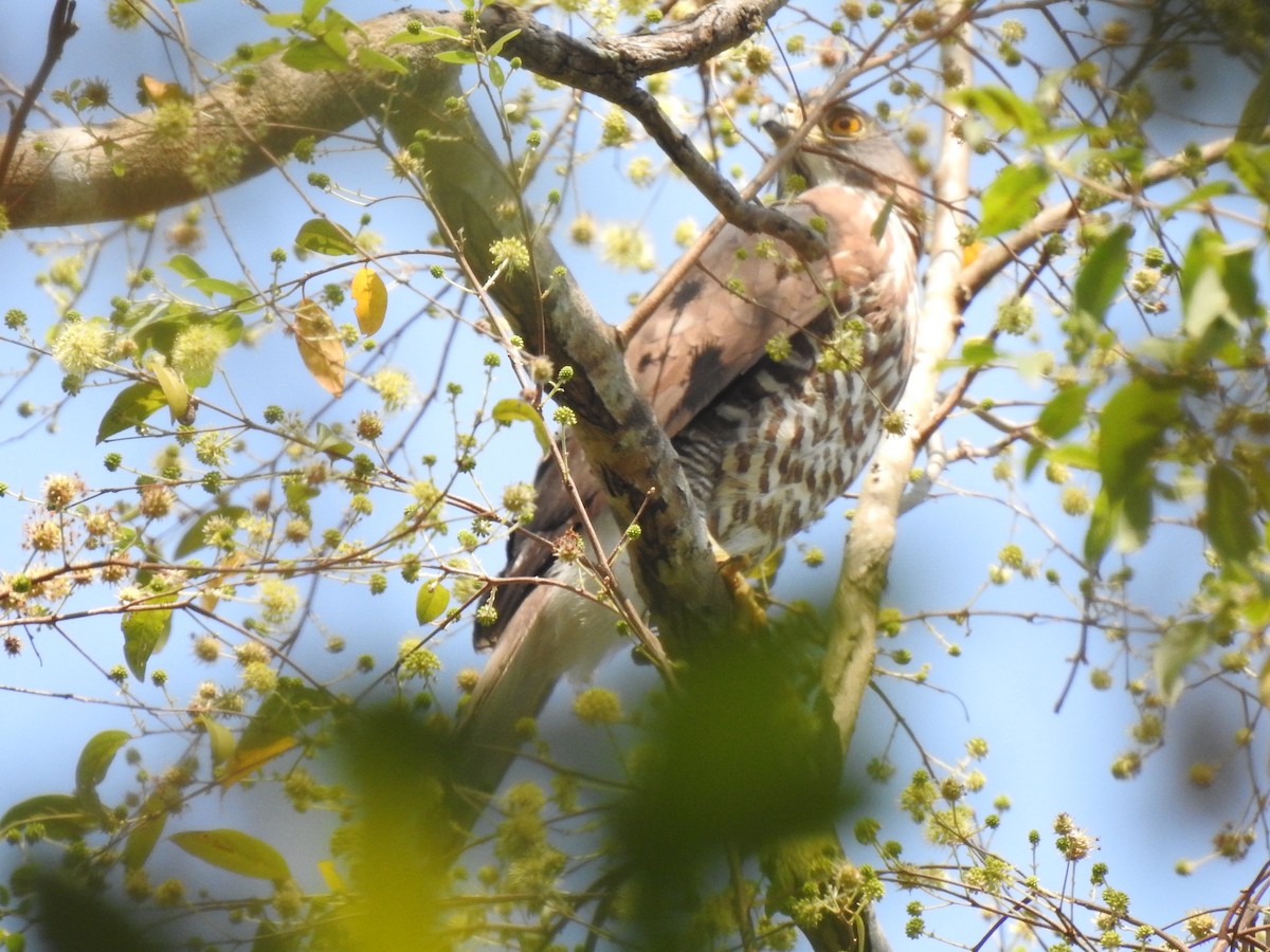 Crested Goshawk - ML525797001