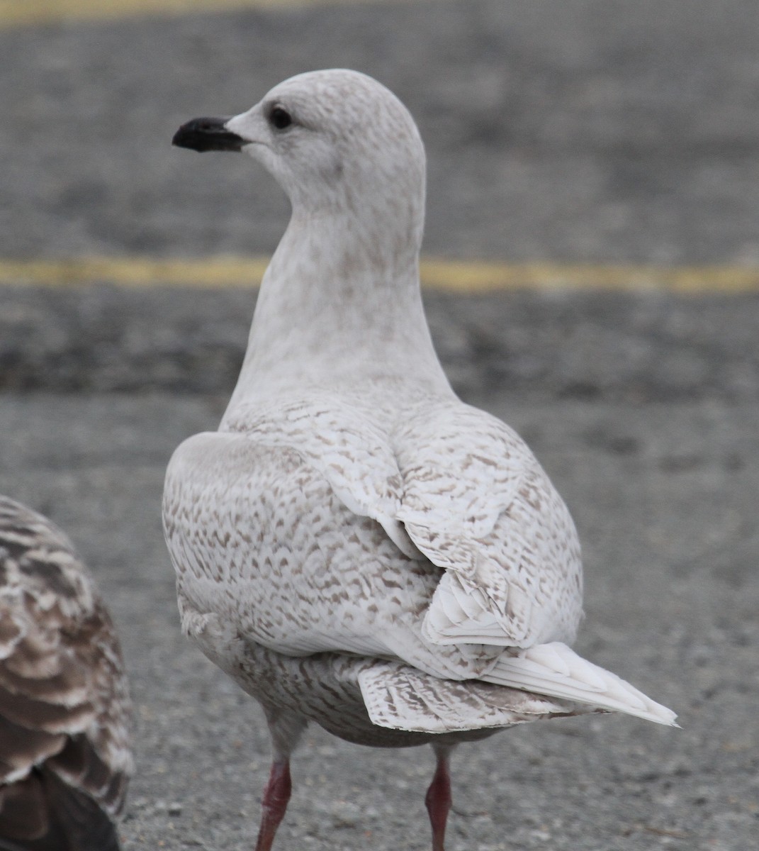 Iceland Gull - ML525797151