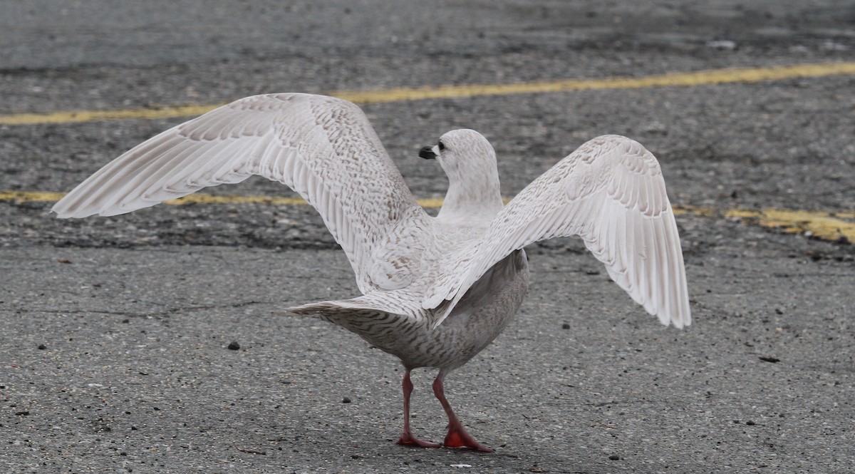 Iceland Gull - ML525797161