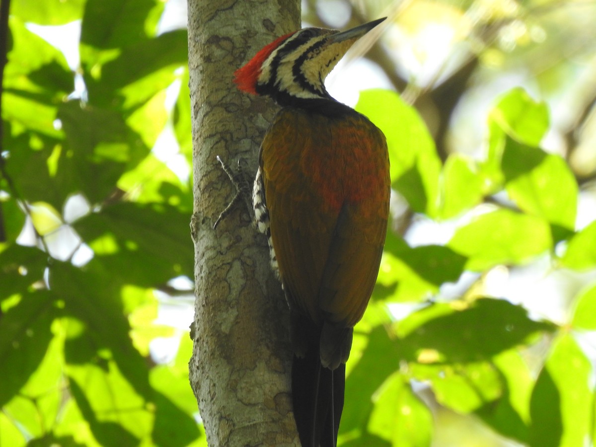 Common Flameback - ML525797171