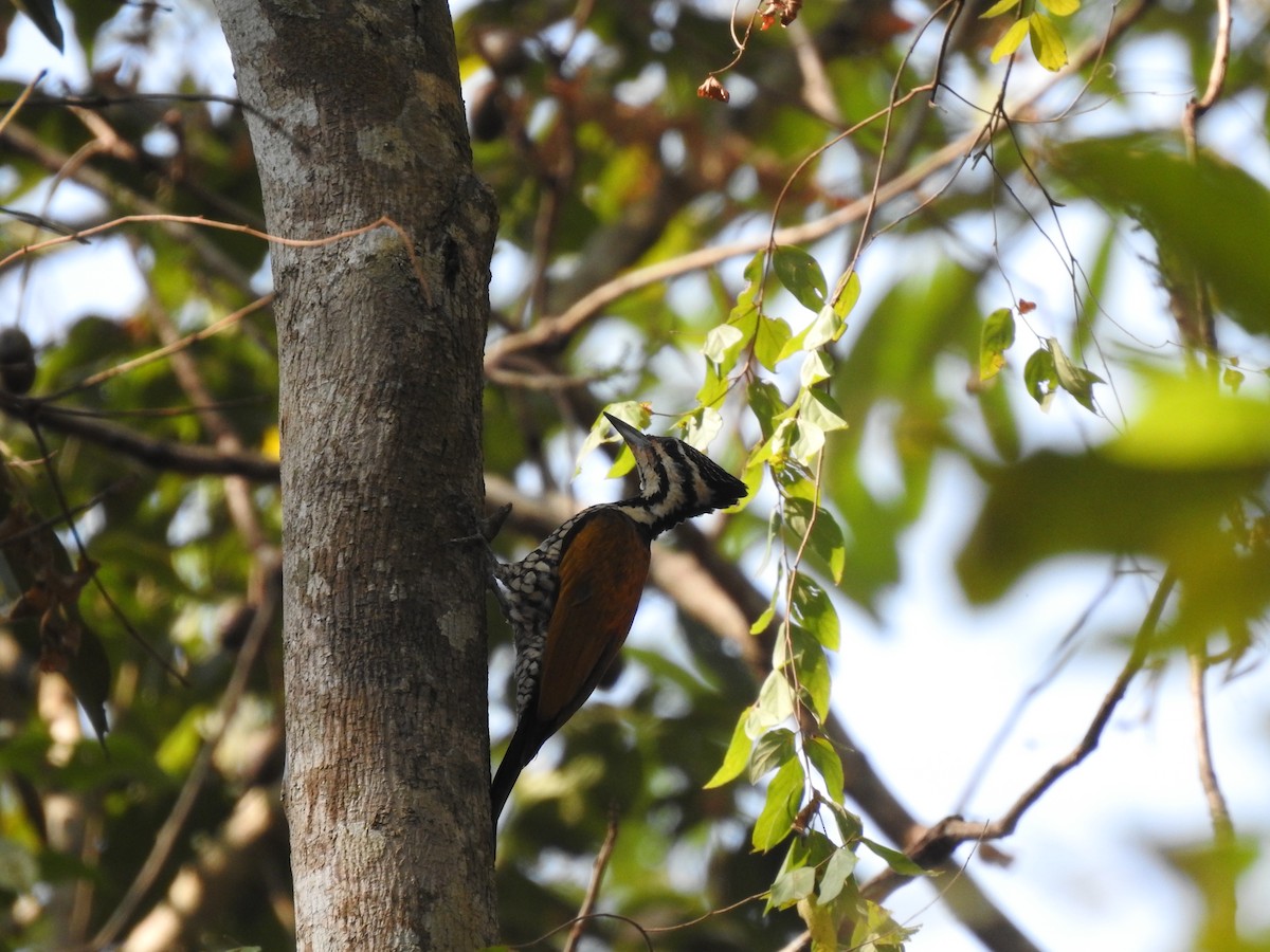 Common Flameback - ML525797201