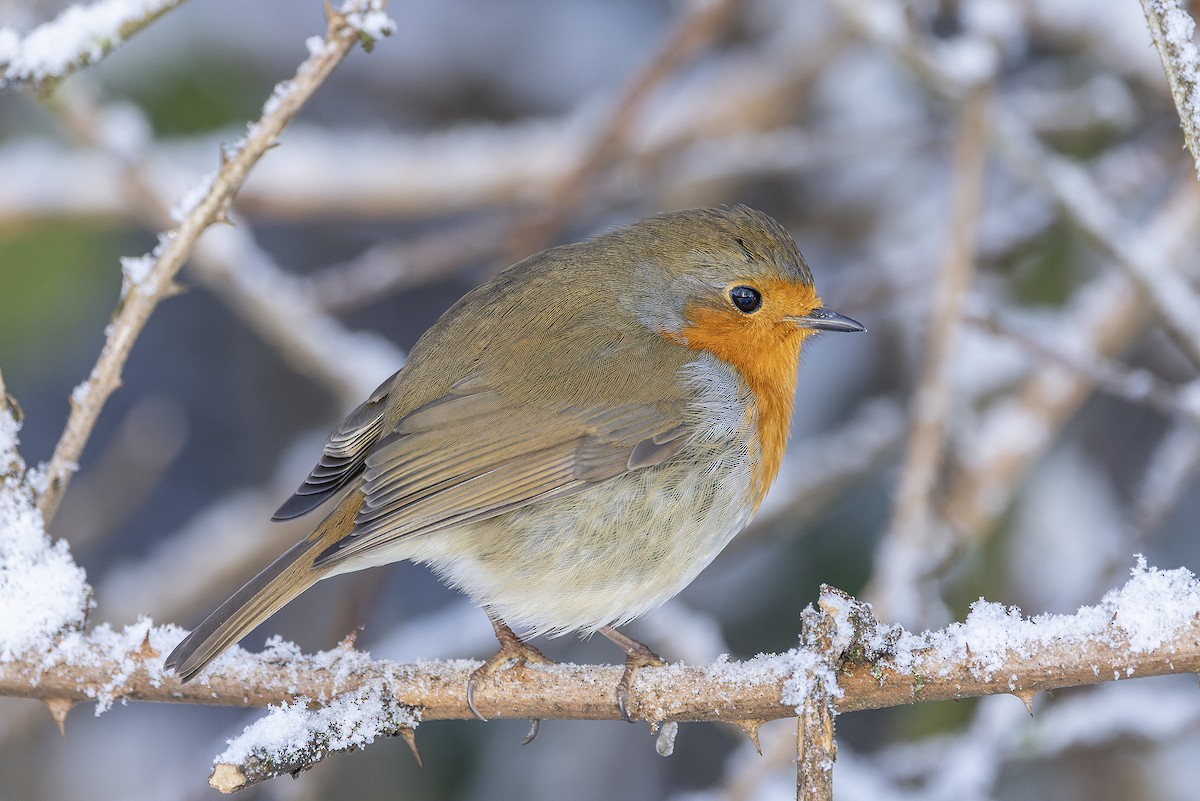 European Robin - ML525798621