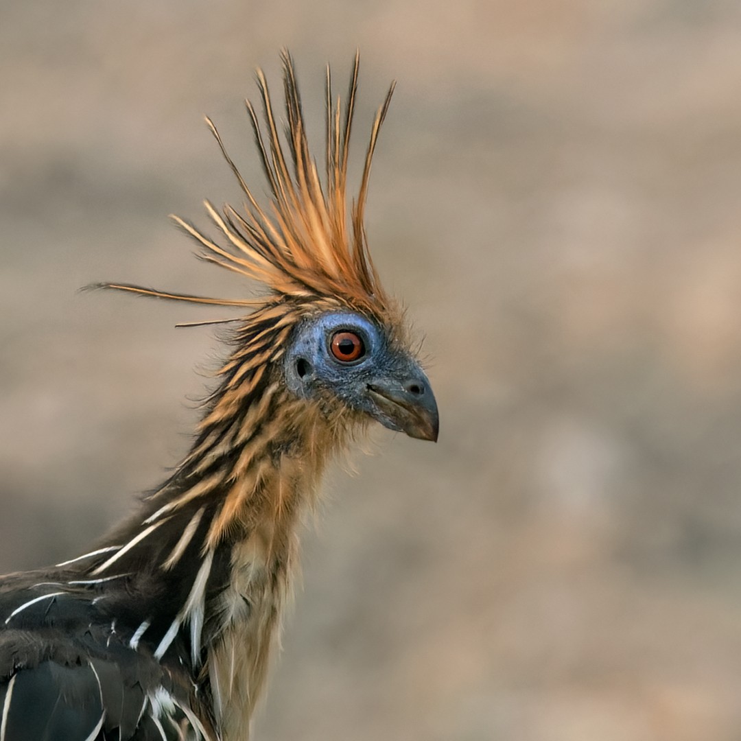 Hoatzin - ML525798741