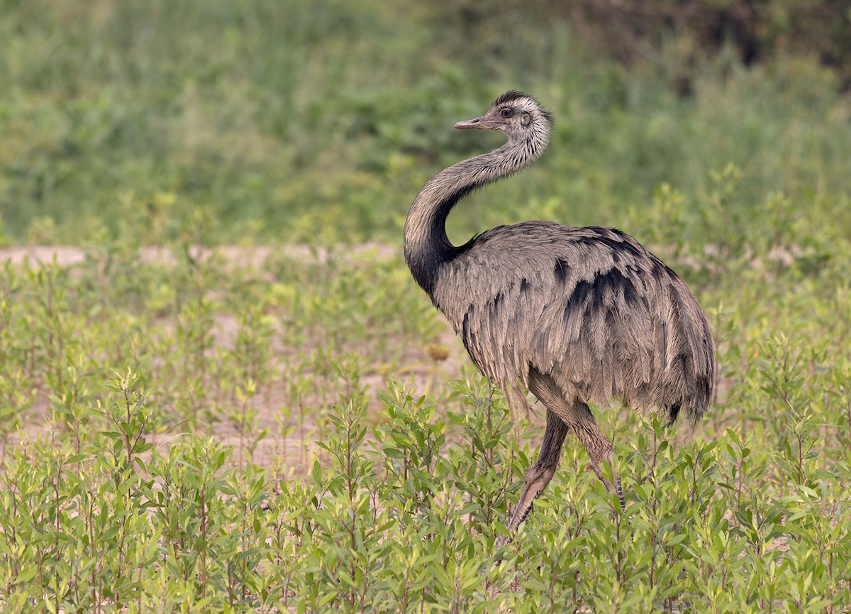 Greater Rhea - ML525798781