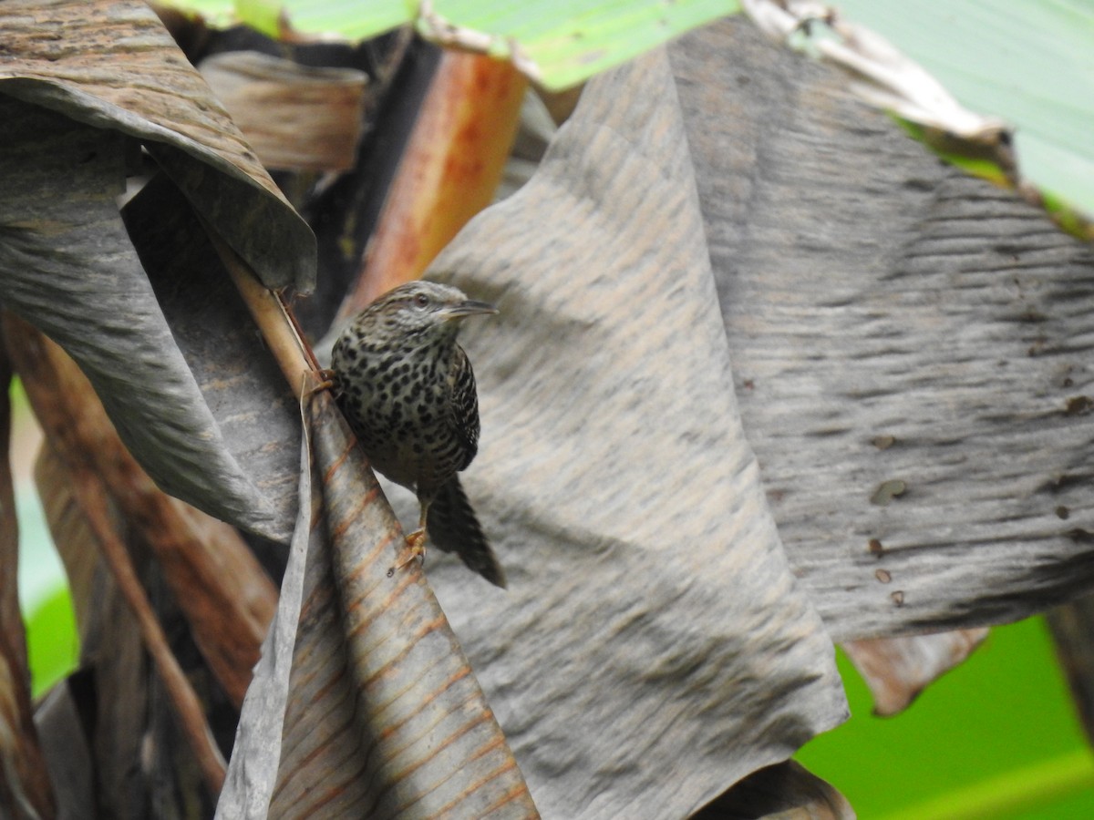 Band-backed Wren - ML525799631