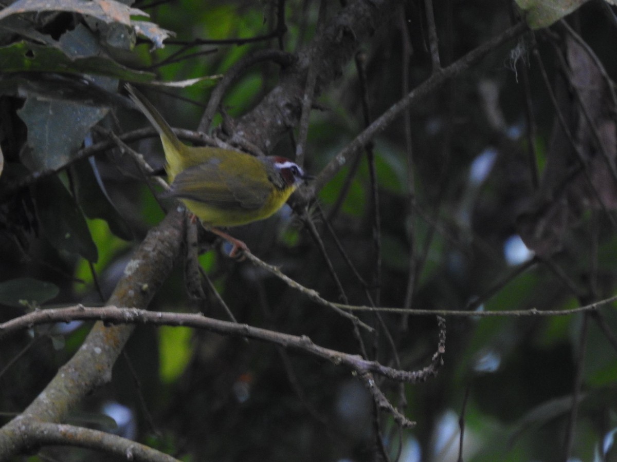 Chestnut-capped Warbler - ML525799691