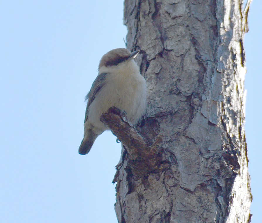 Brown-headed Nuthatch - ML525799701