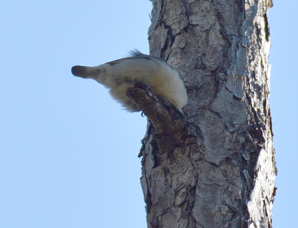 Brown-headed Nuthatch - ML525799741