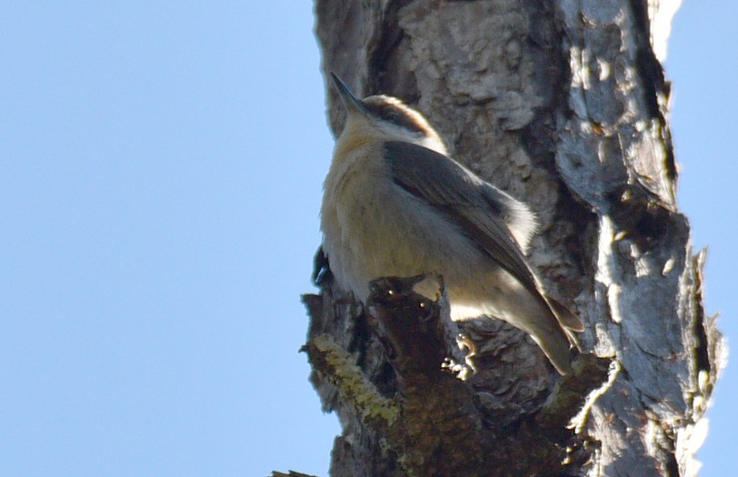 Brown-headed Nuthatch - ML525799751