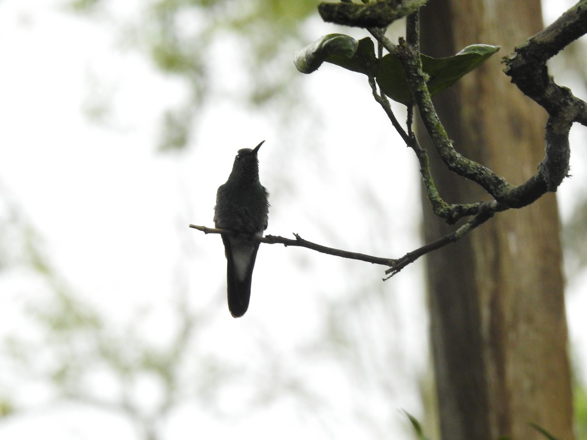 Colibrí de Buffon - ML525799841