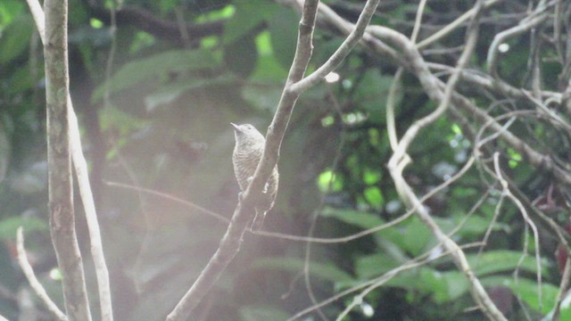 Golden-spangled Piculet (Pernambuco) - ML525800411