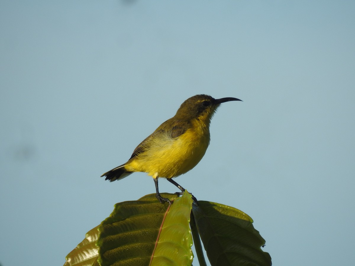 Ornate Sunbird - ML525800611