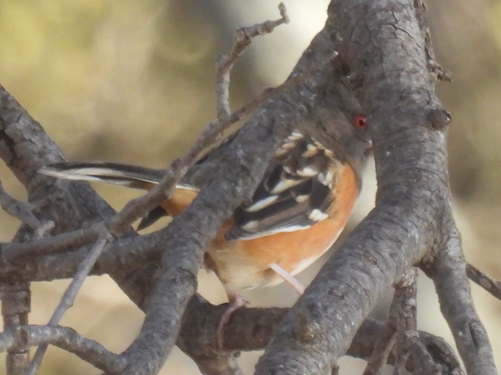 Spotted Towhee - ML525801011