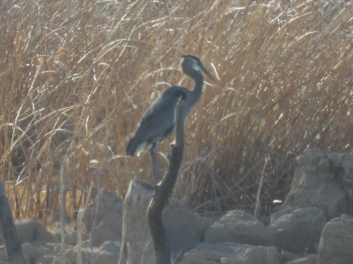 Great Blue Heron - ML525801081