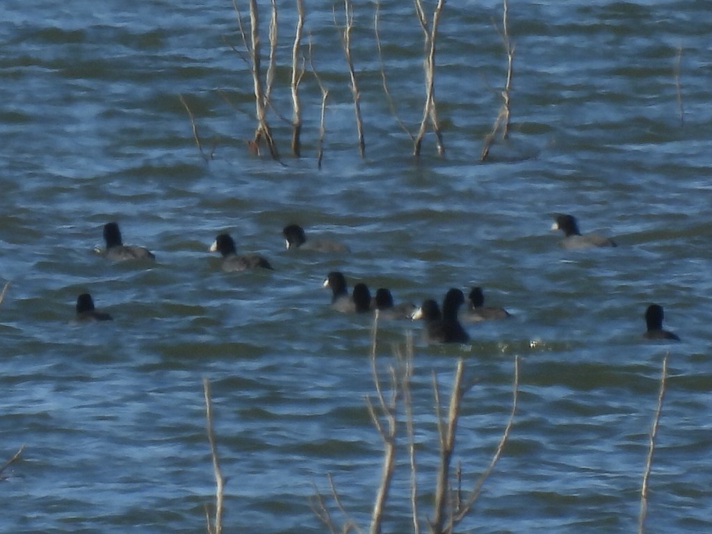 American Coot - ML525801101