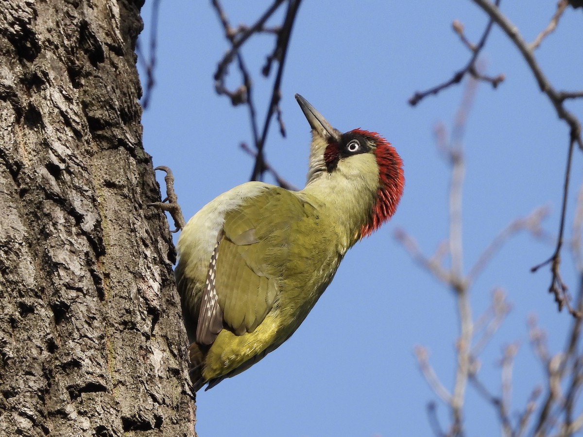 Eurasian Green Woodpecker - ML525801201
