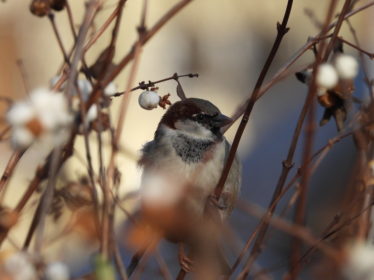 House Sparrow - ML525801221