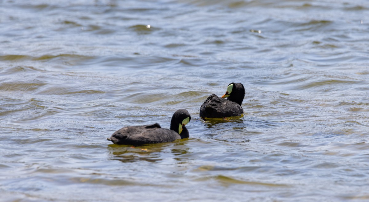 Red-gartered Coot - ML525801431