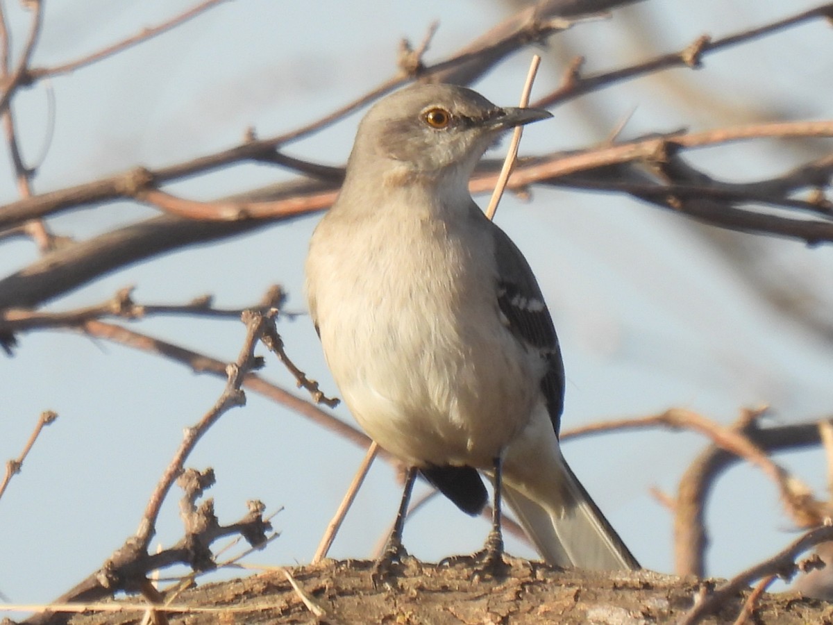 Northern Mockingbird - ML525801621