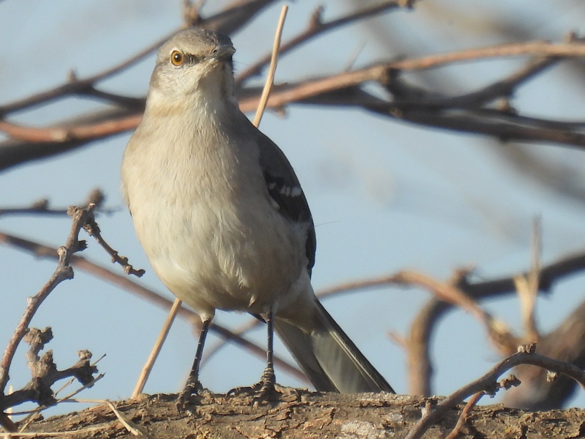 Northern Mockingbird - ML525801641