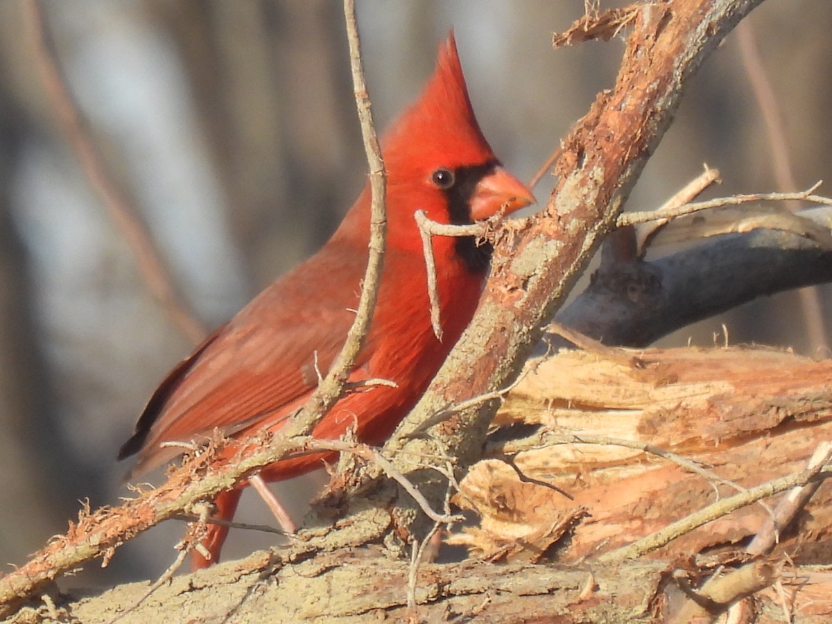 Cardinal rouge - ML525801721