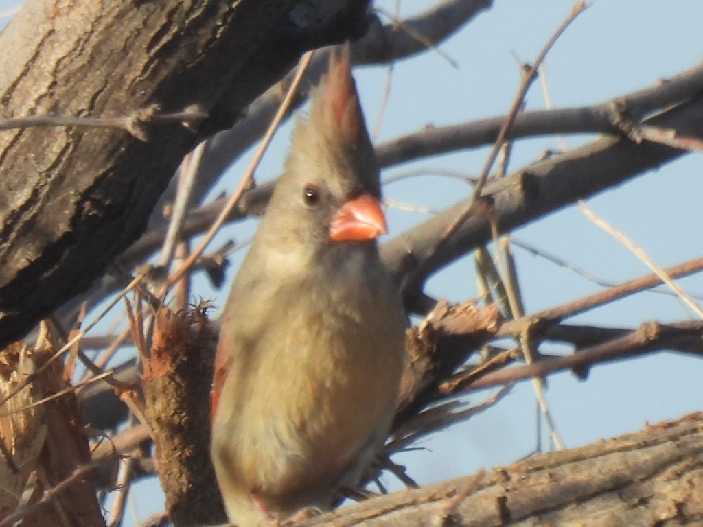 Northern Cardinal - ML525801751