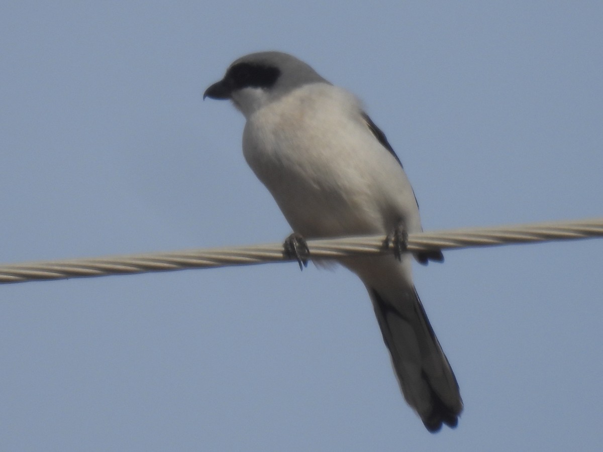 Loggerhead Shrike - ML525802471