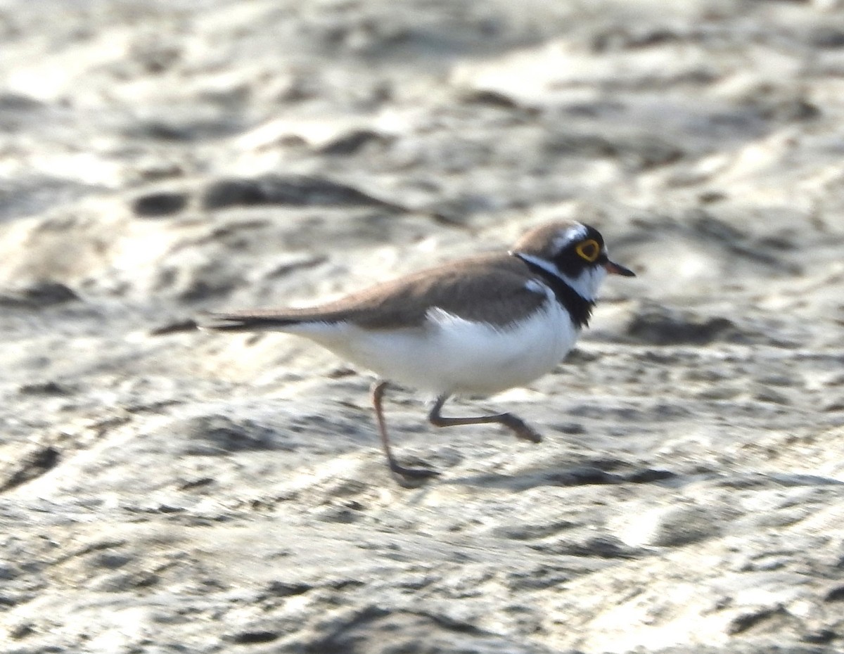 Little Ringed Plover - ML525802531