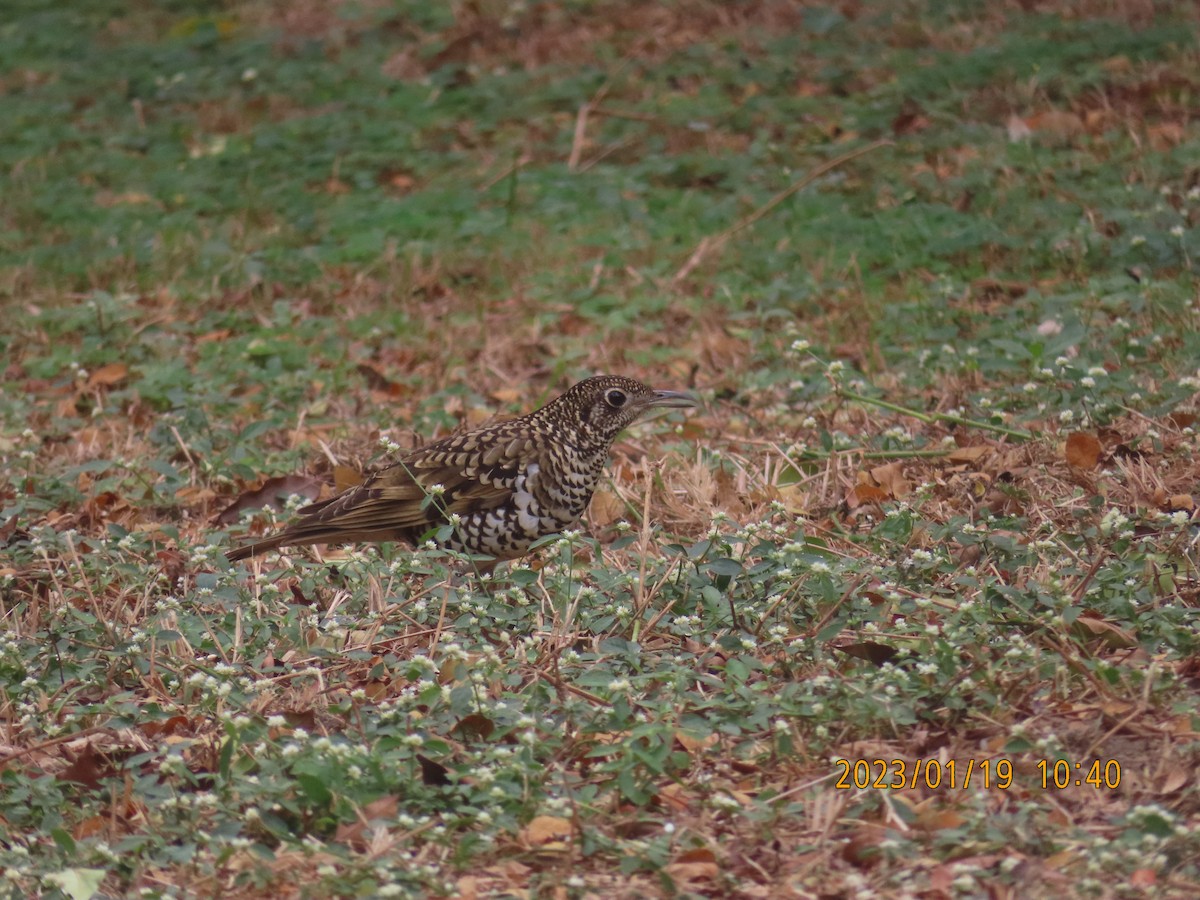Алаг хөөндэй - ML525802651