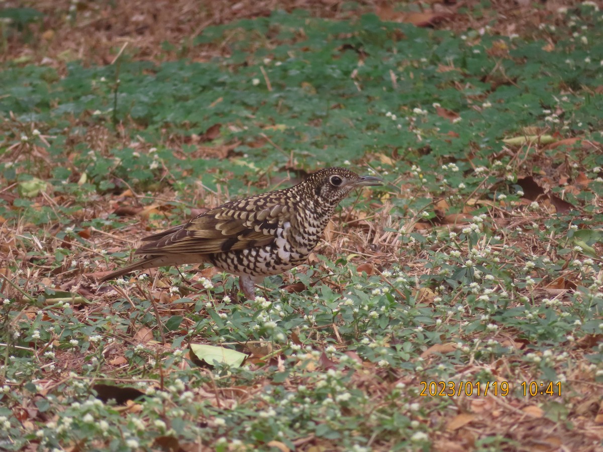 Алаг хөөндэй - ML525802661