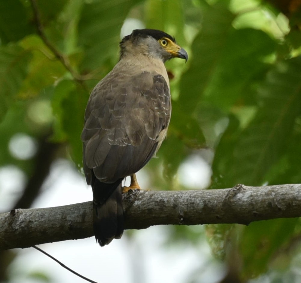 Nicobar Serpent-Eagle - ML525803171