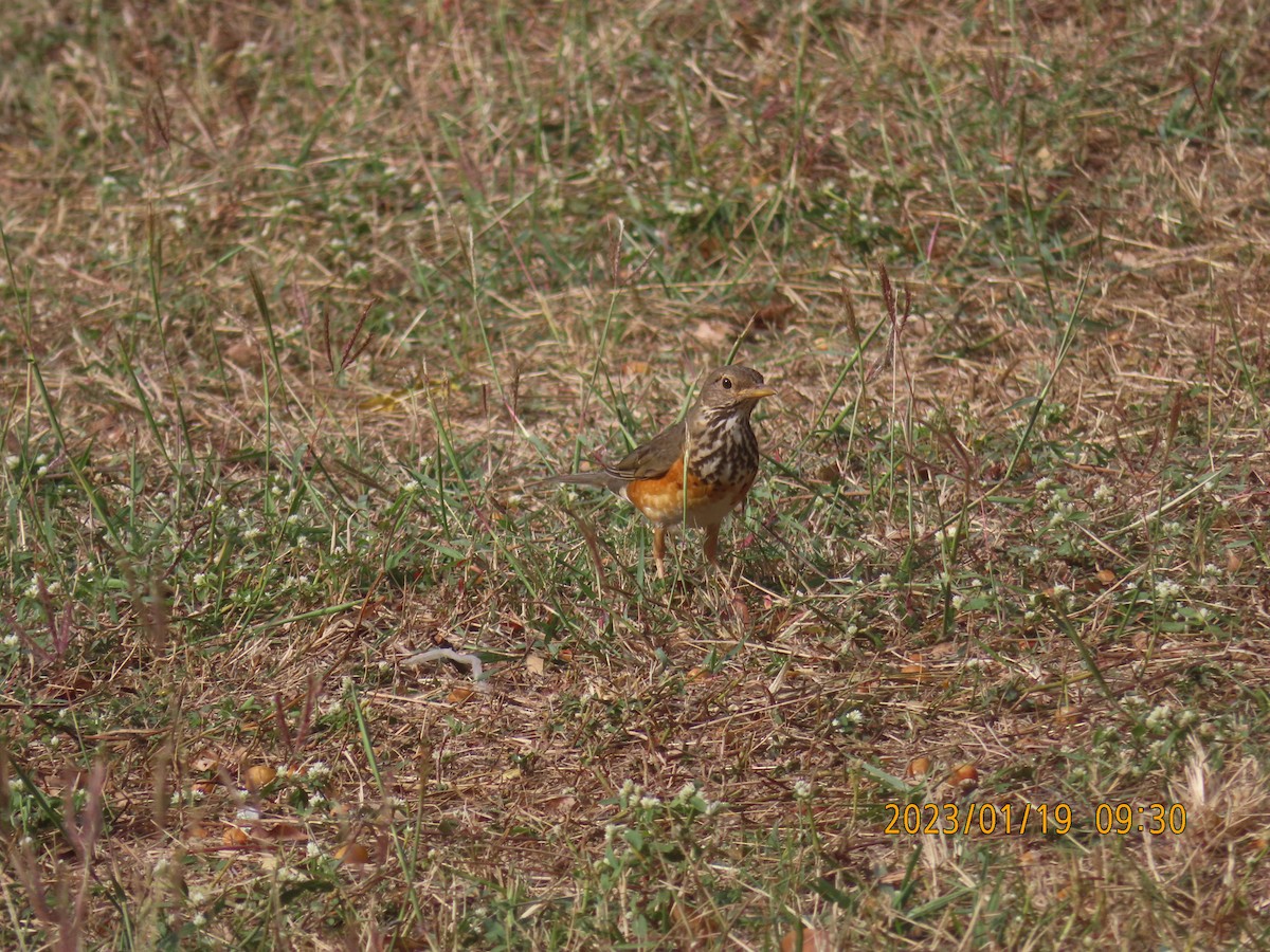 Gray-backed Thrush - ML525803561