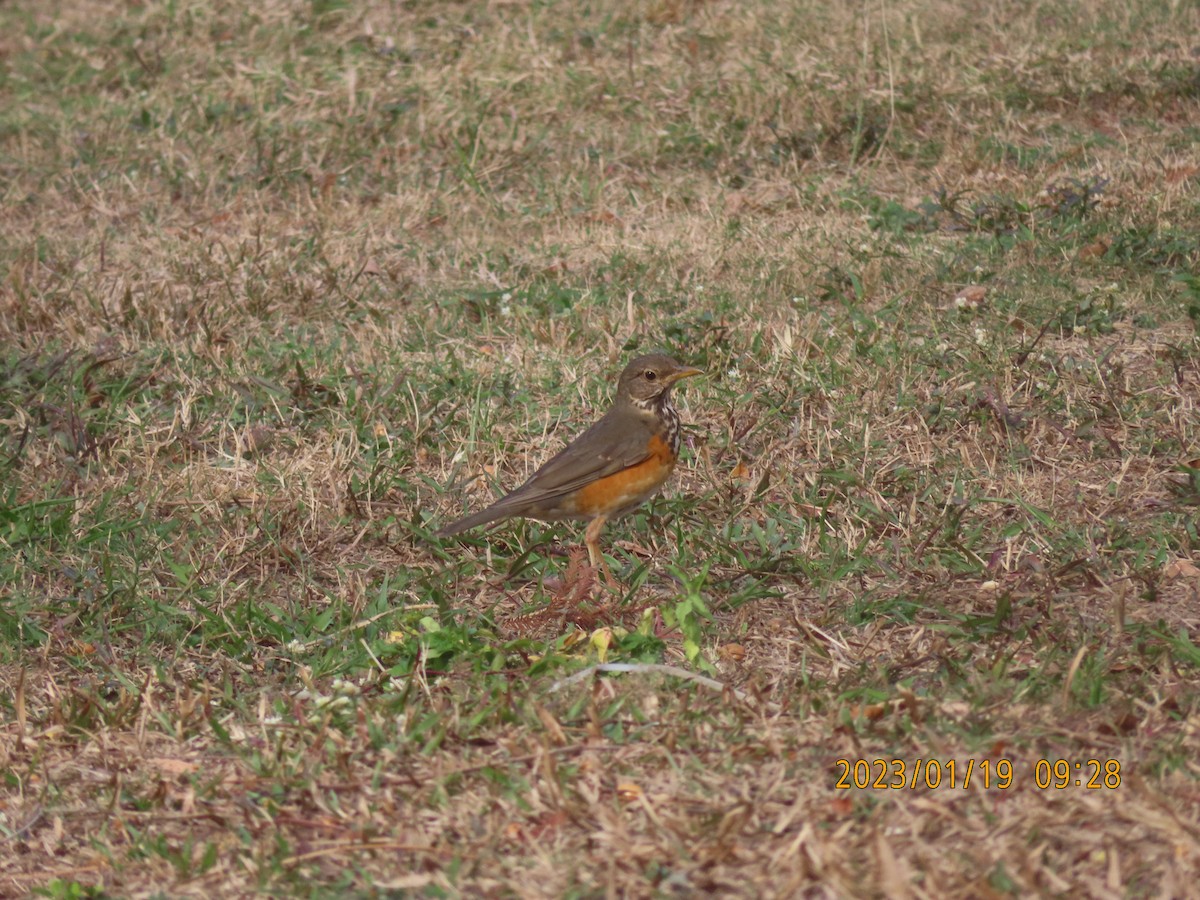 Gray-backed Thrush - ML525803571