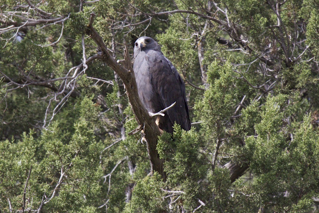 Zone-tailed Hawk - ML52580371