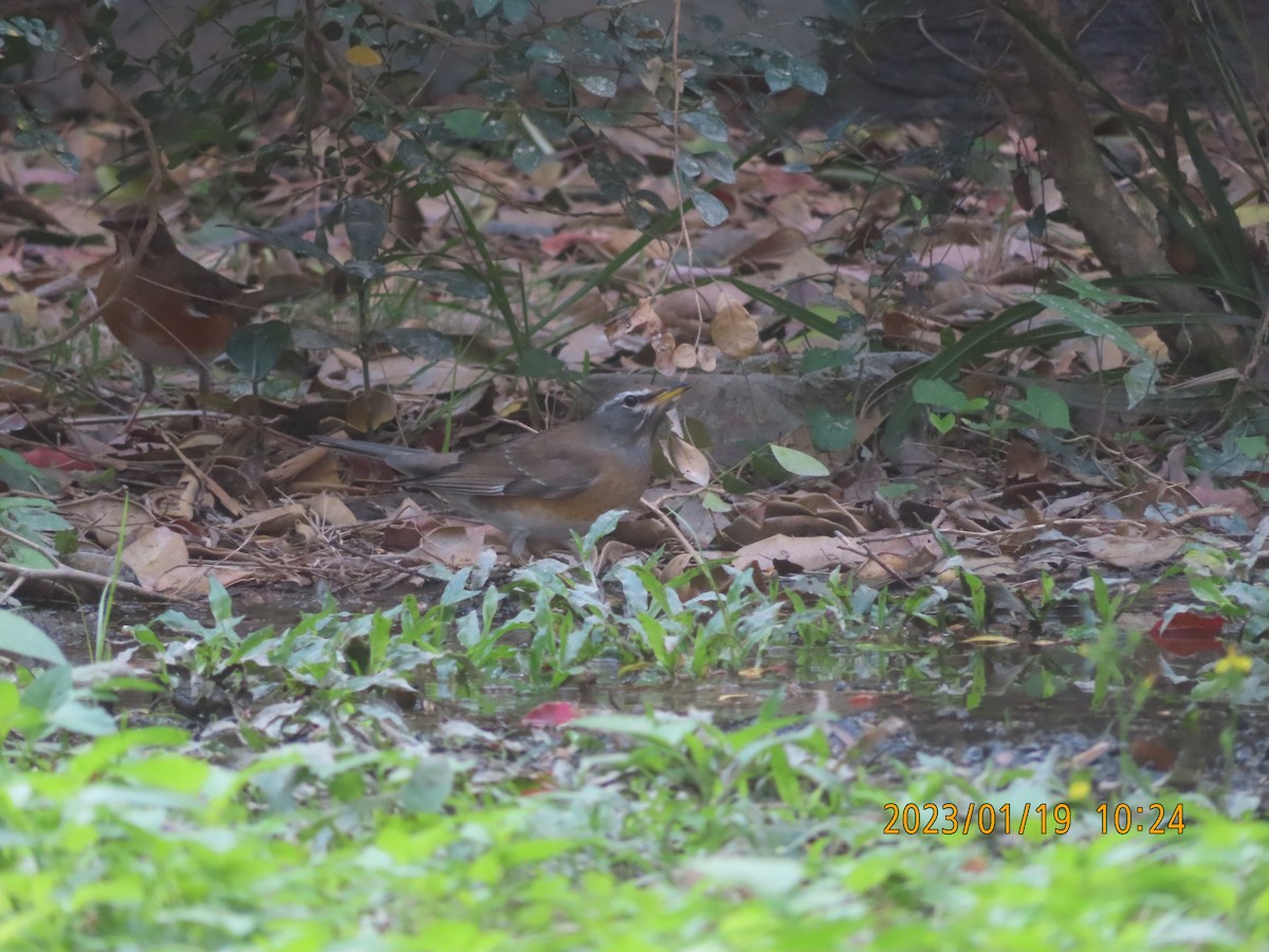 Халиун хөөндэй - ML525803871