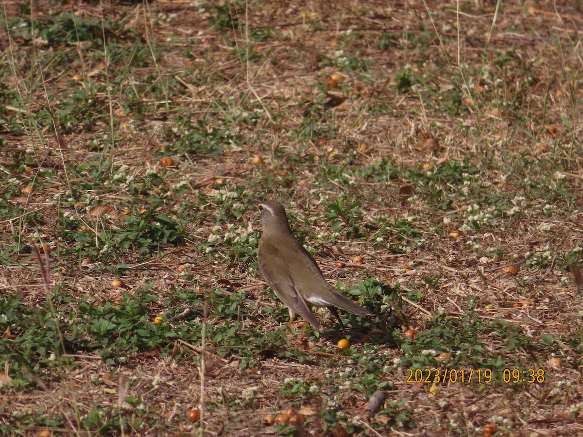 Халиун хөөндэй - ML525803881