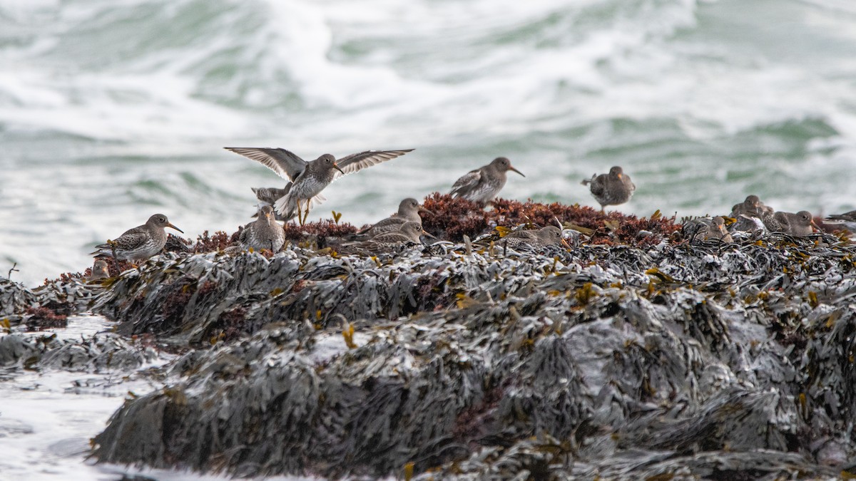 Purple Sandpiper - ML525803961