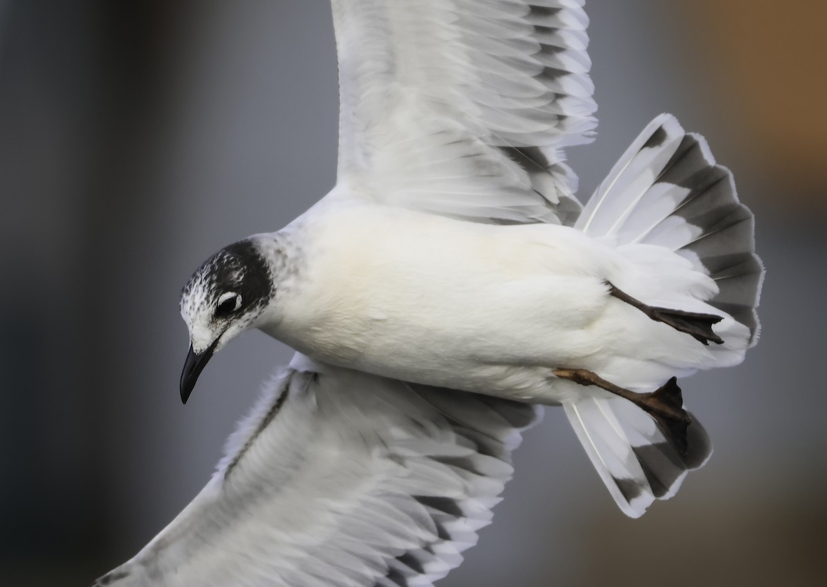 Franklin's Gull - ML525804051