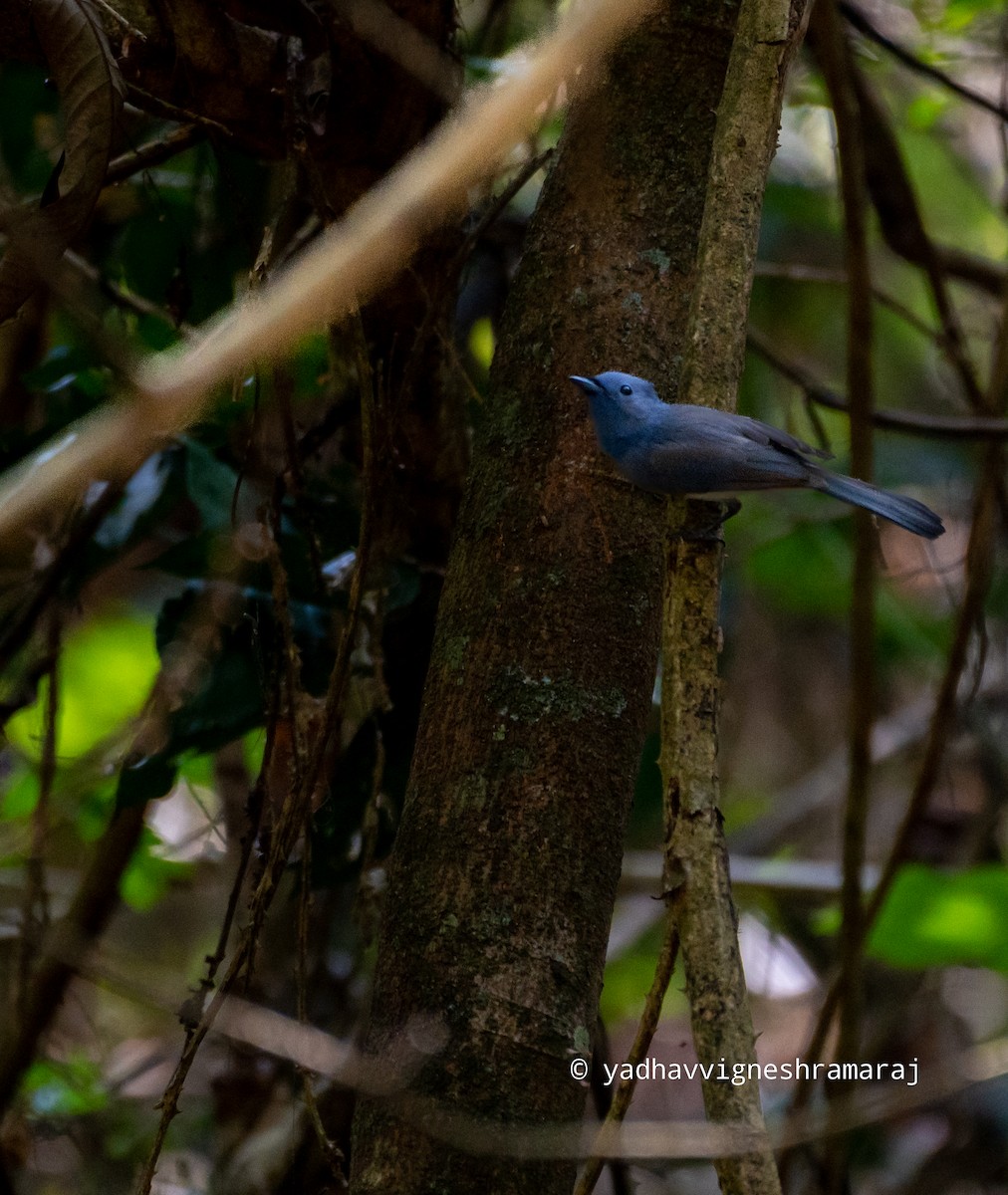 Black-naped Monarch - ML525804161