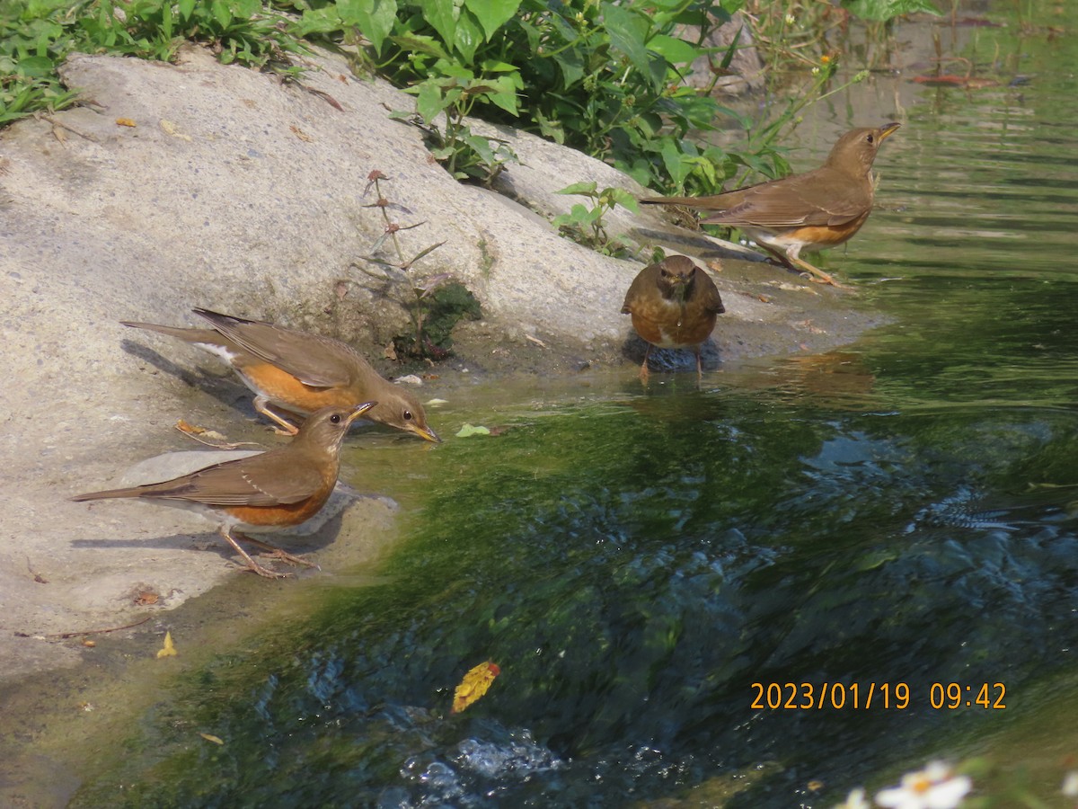 Brown-headed Thrush - ML525804341