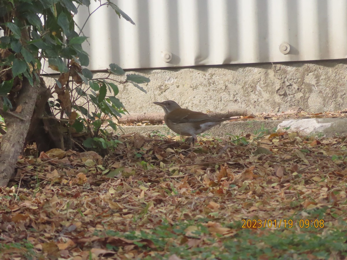 Бүгээн хөөндэй - ML525805911