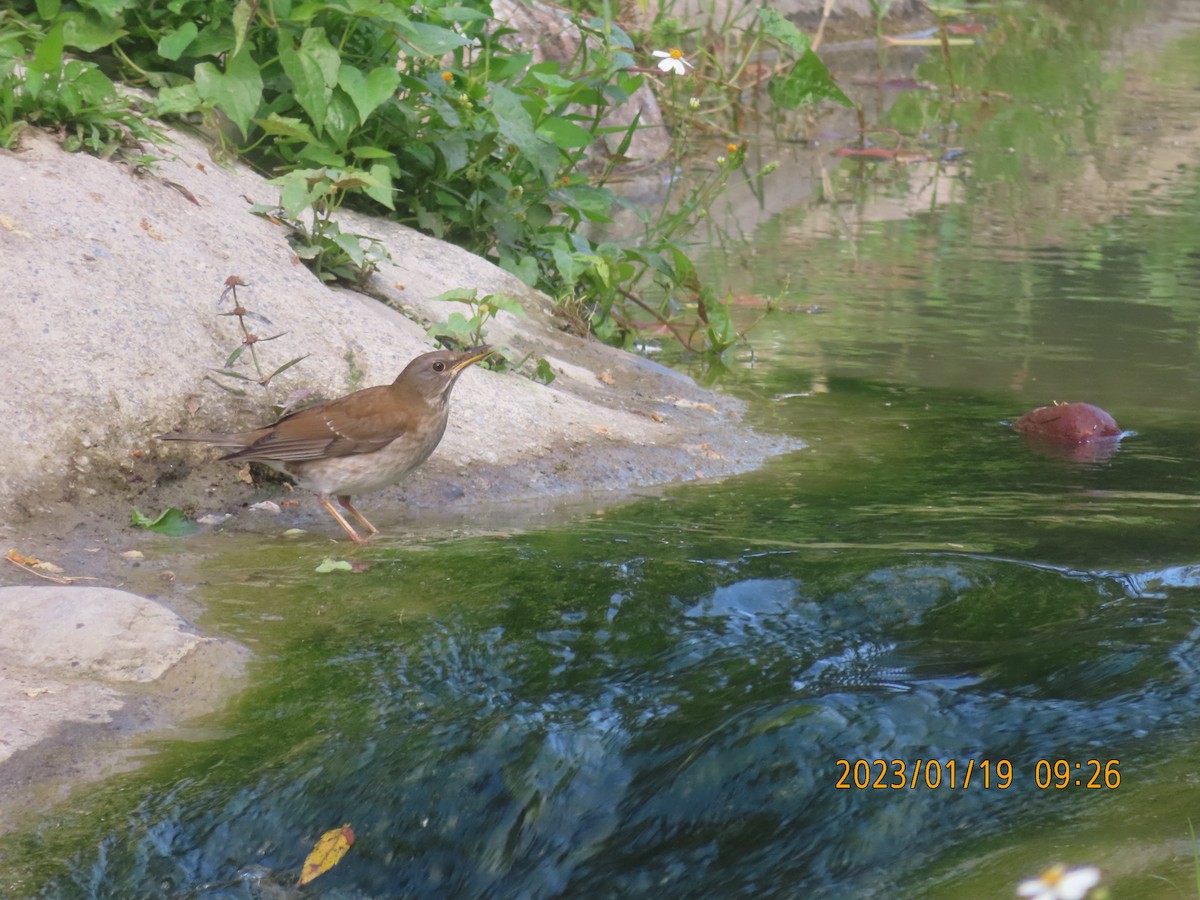 Бүгээн хөөндэй - ML525806231