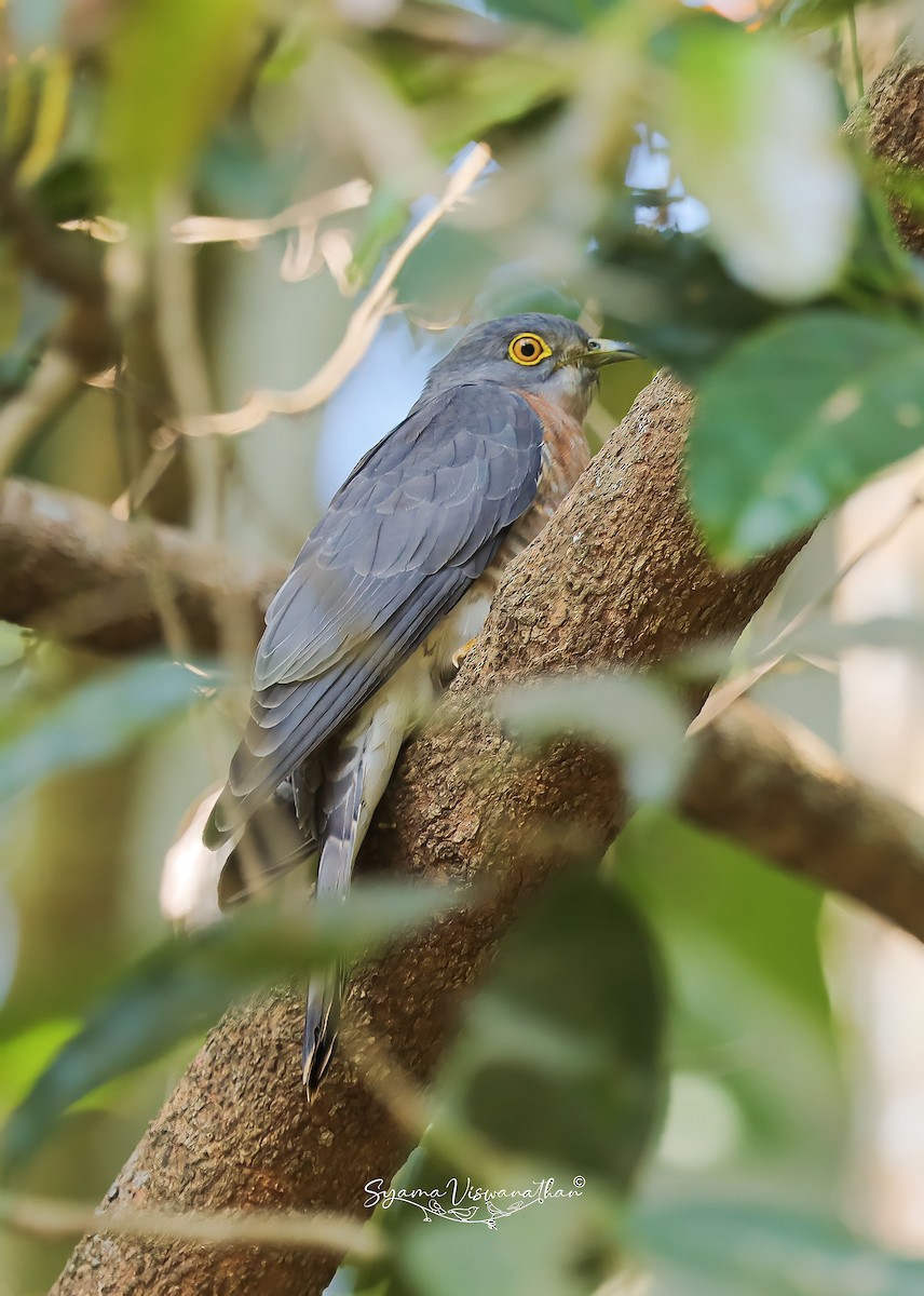 Common Hawk-Cuckoo - ML525806481